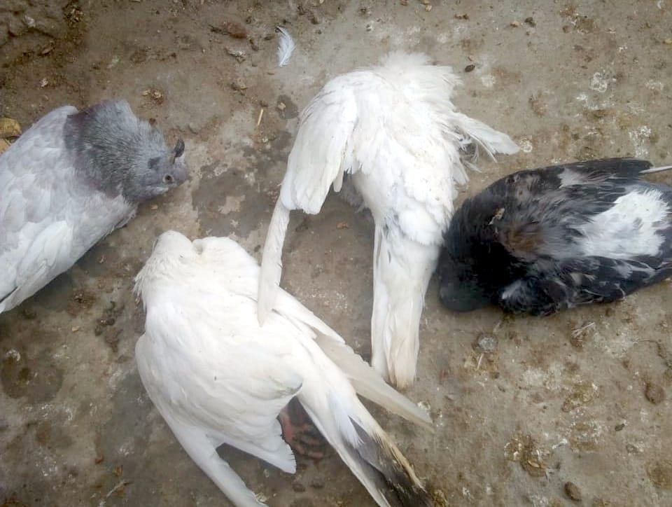 38 pigeons and seven crows found dead in Bijnor
