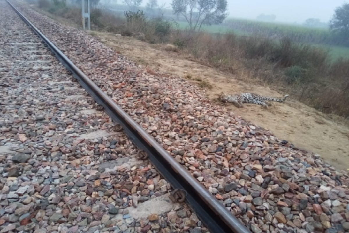 The leopard died due to the grip of a train in Baghpat