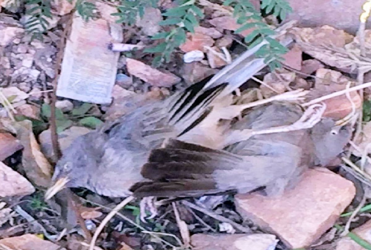 bird flu in uttarakhand news : Nepali youth left nine dead Siberian birds at India border
