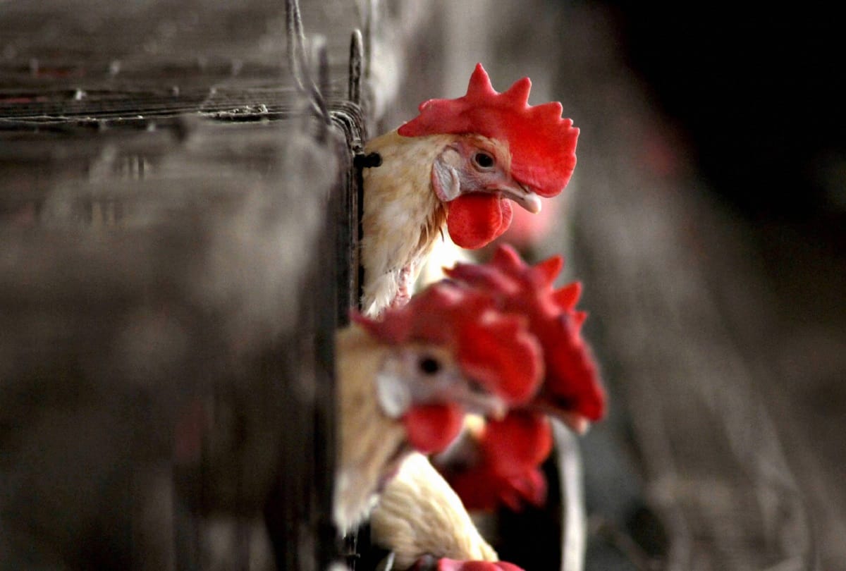 Prices of hens increased after reservation list of Panchayats is released