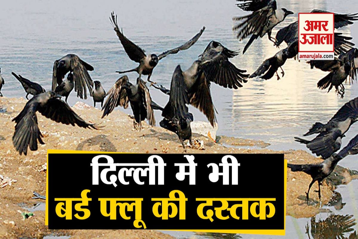 बर्ड फ्लू