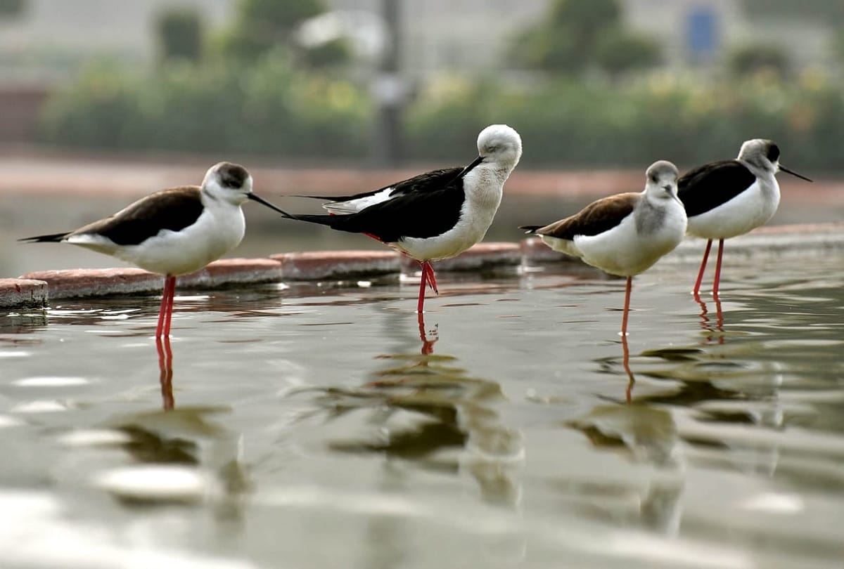 delhi : Fire brigade personnel saved 3691 Life of birds in last year 