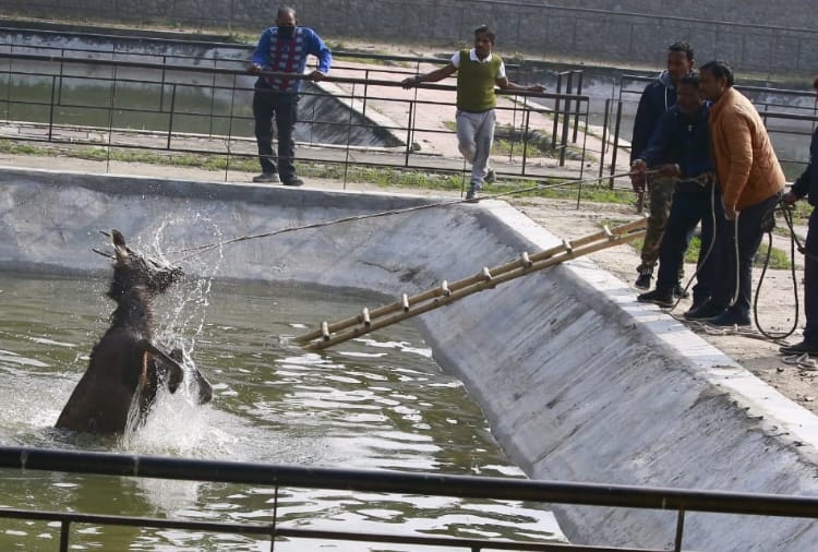 Sambhar trapped in fishery pond in Chandigarh 