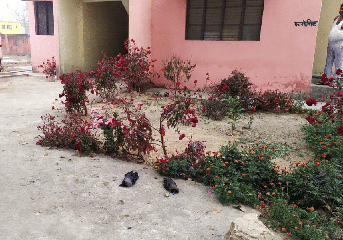 Bird Flu in uttat pradesh: Five dead crows found again in Sonbhadra awaiting report of first found crows