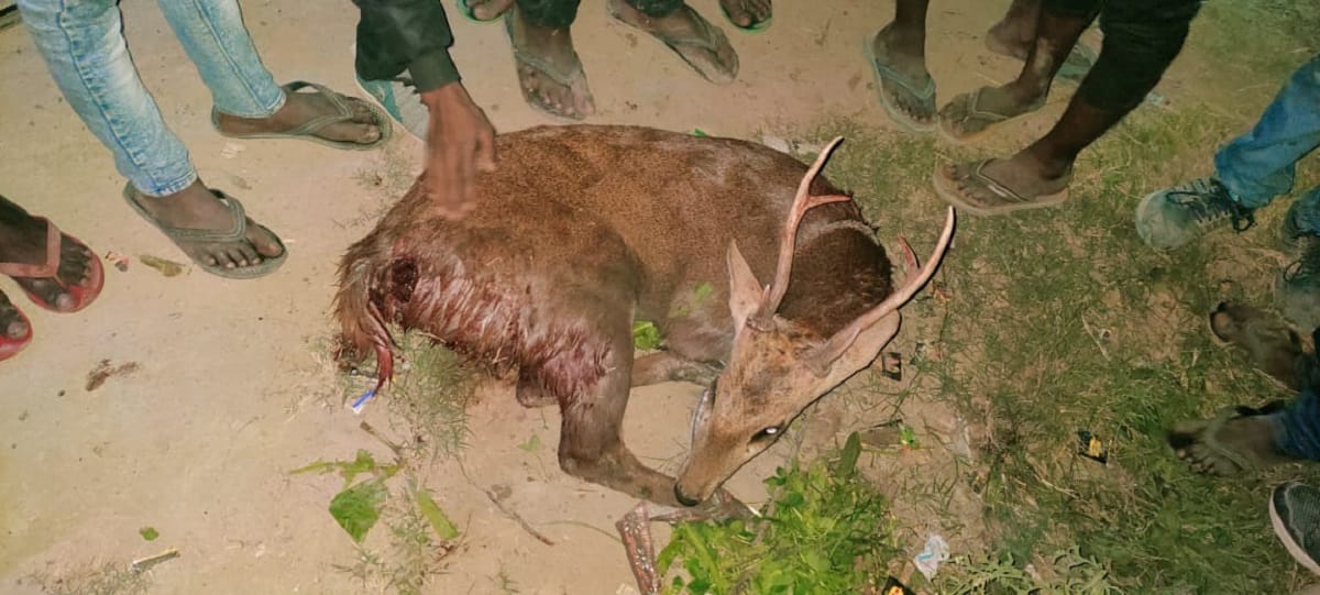 Dogs attack on deer injured seriously in varanasi