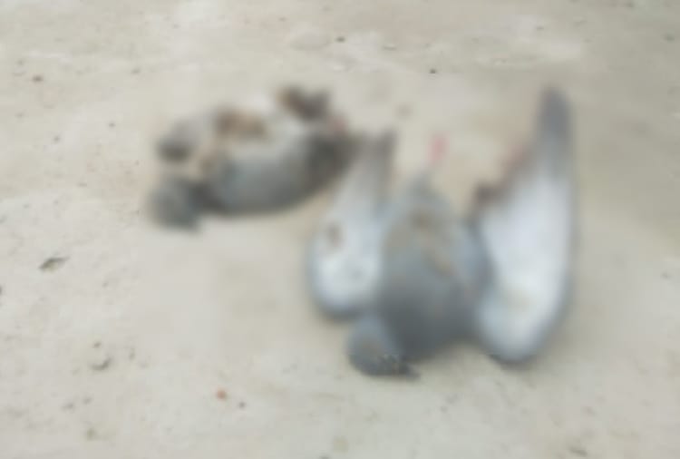 bird flue:  More than 10 pigeons found dead in Mahendragarh of Haryana