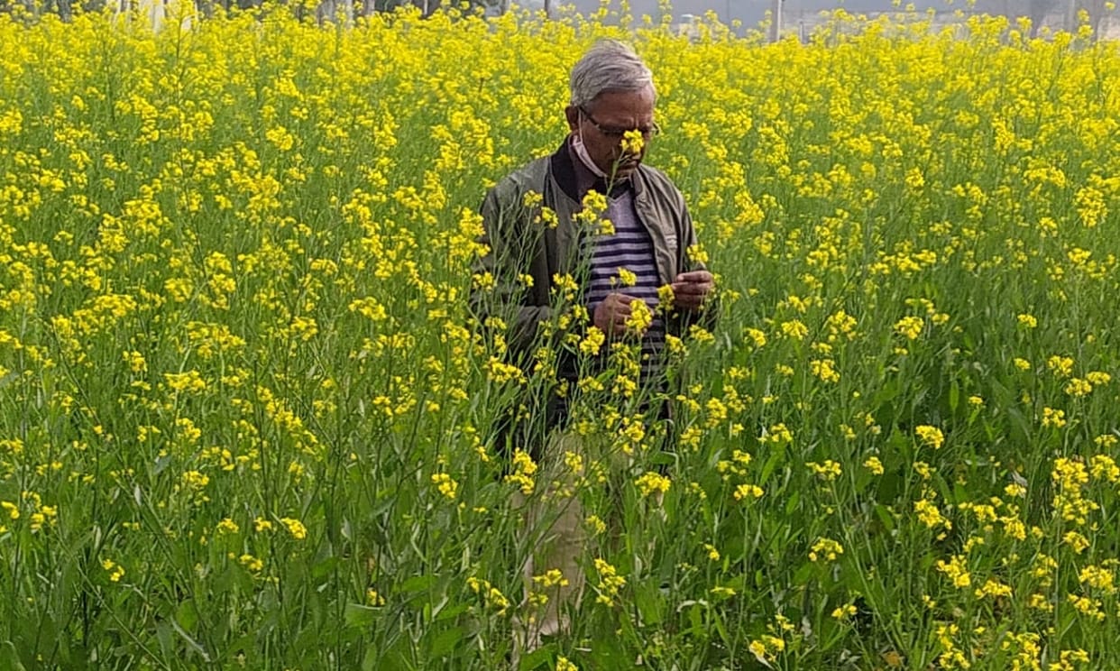Effect of Mahu Kit on Rabi crops due to fluctuations in weather