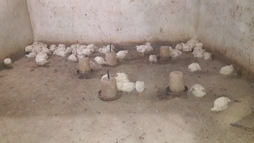 Poultry farm operators in Khatauli fearing bird flu
