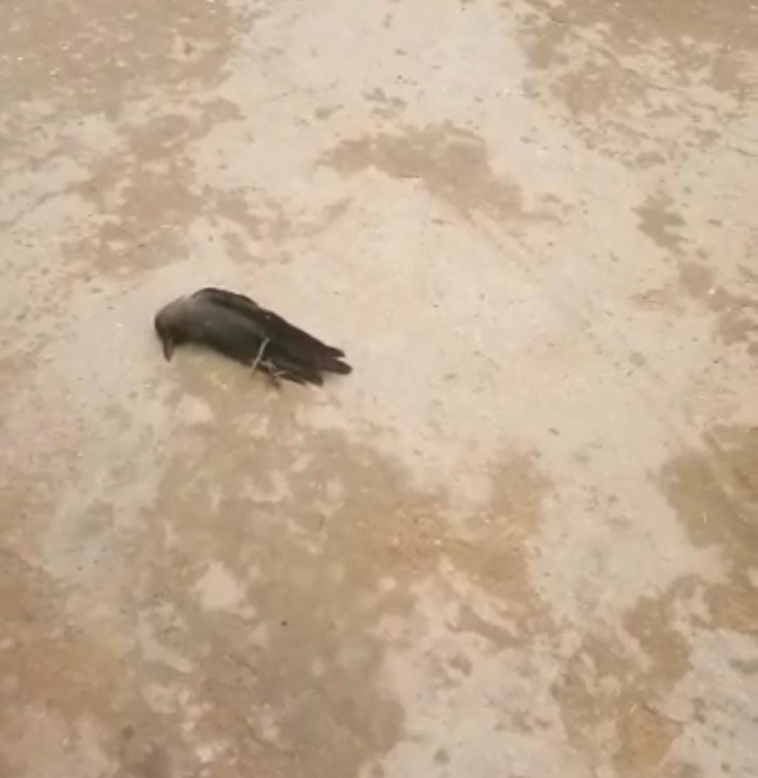Crows dying mysteriously in Khakheda village of Gajraula, panic of bird flu among villagers