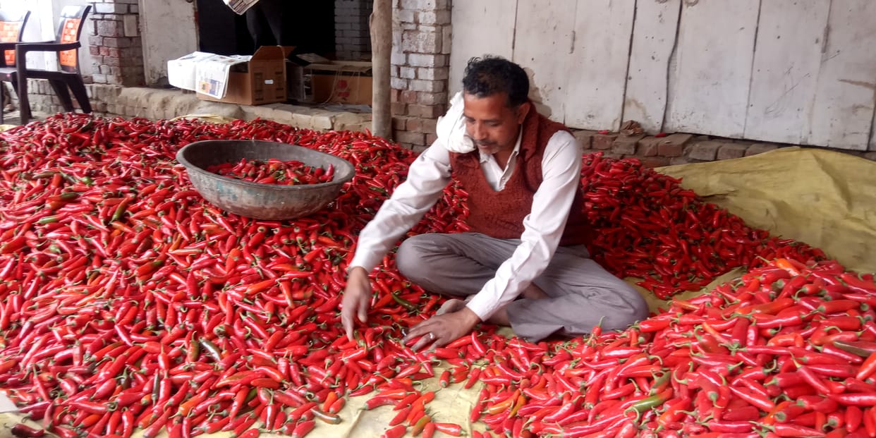 Red gold arrivals in the market, expect good income