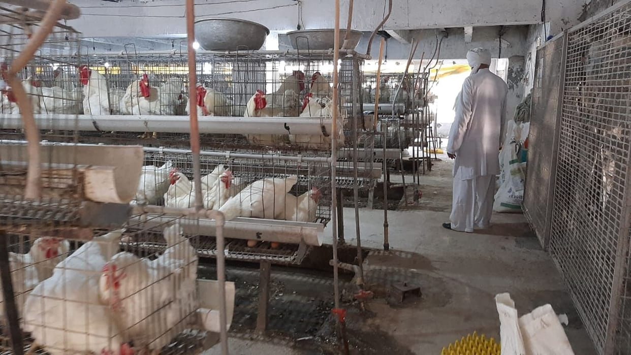 Increased monitoring of ponds due to bird flu, chicken prices fell 30 percent