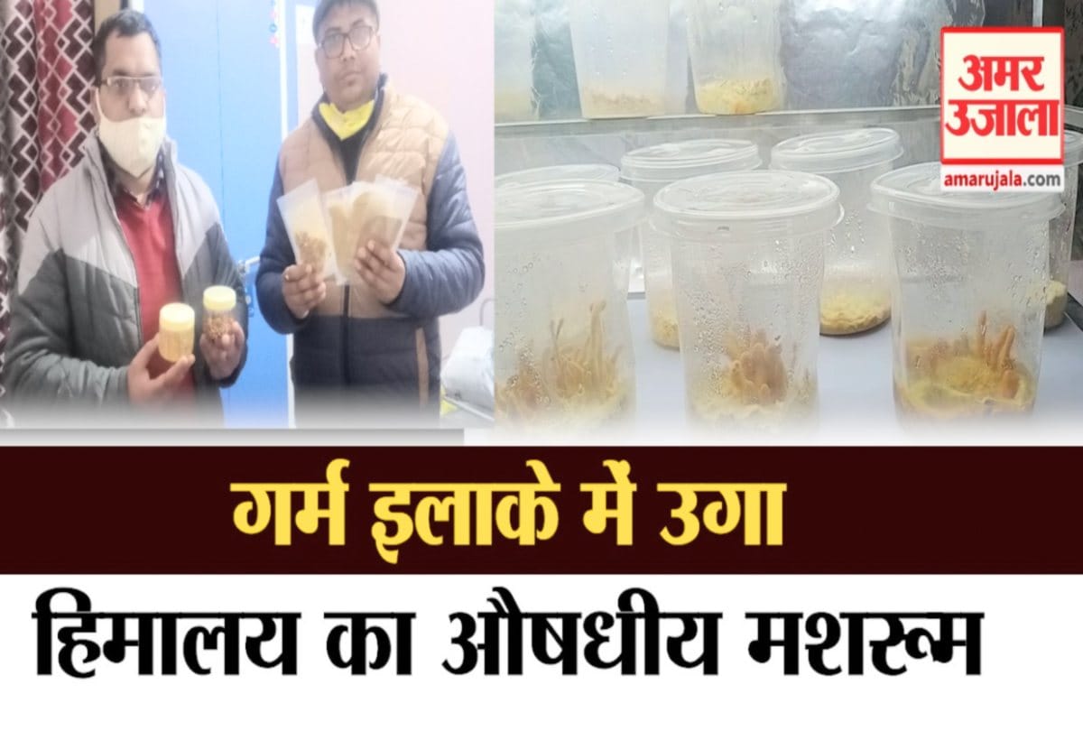 बिलासपुर में उगाया औषधीय मशरूम