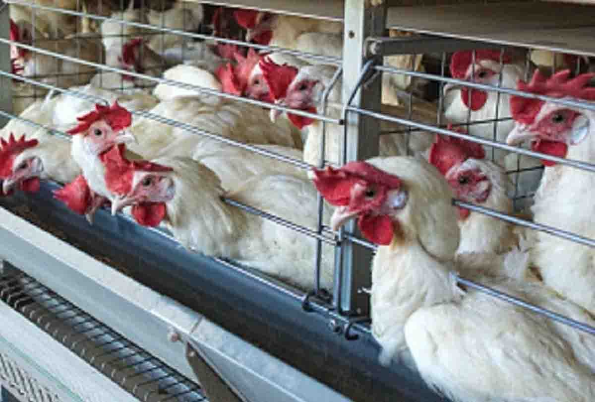 Fear of bird flu spread among the threat of coronavirus, chicken farm operators spraying medicine