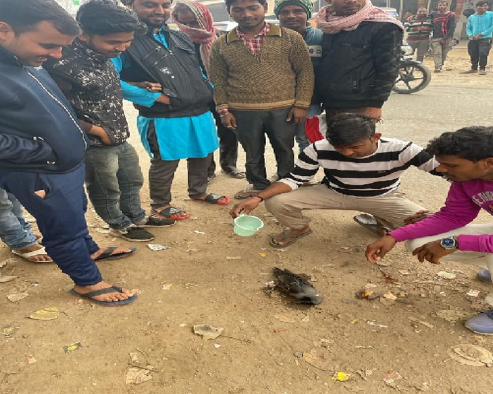 Health department alerts bird flu fears due to death of half a dozen crows in Pindara Varanasi