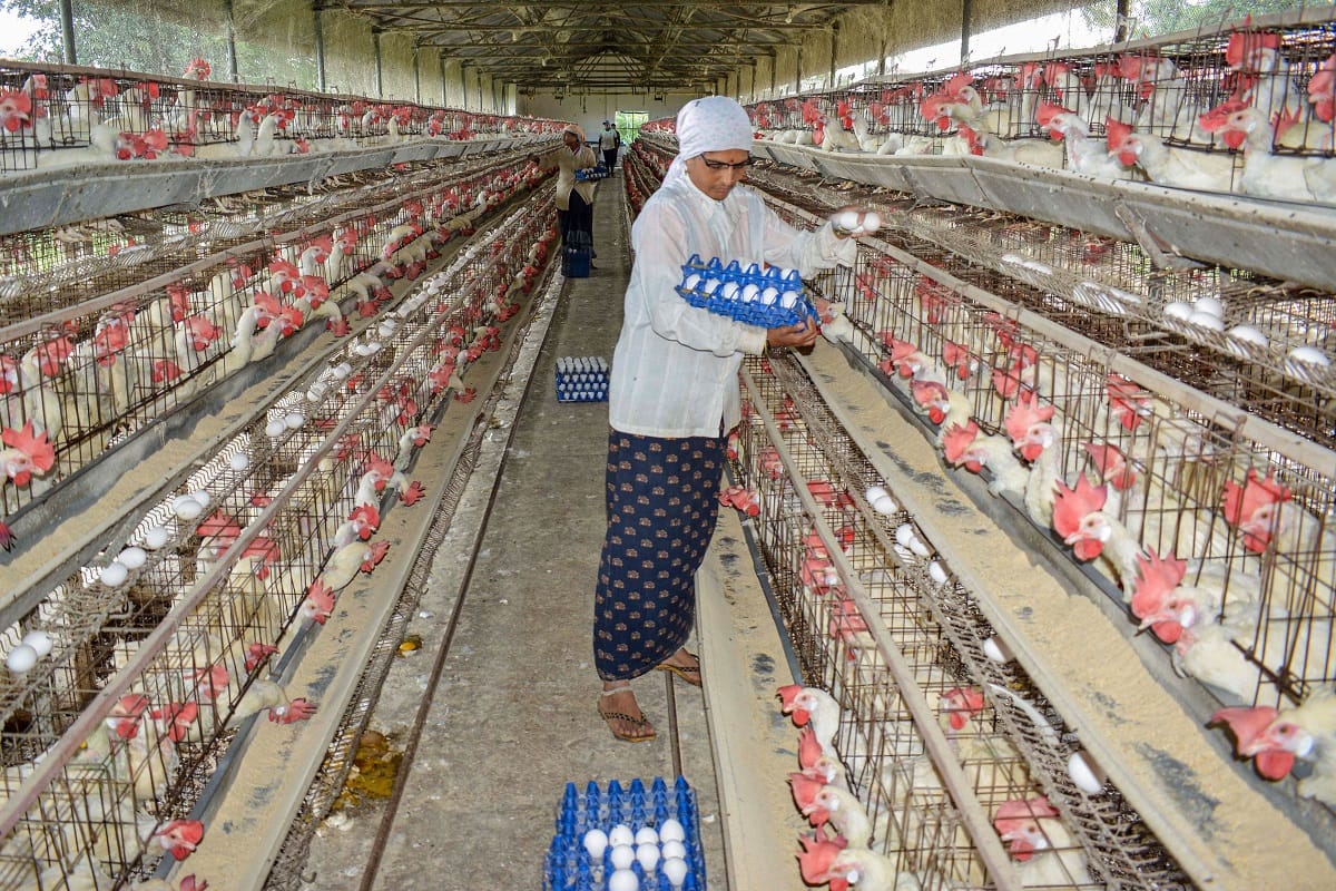 Rural women will become self-reliant by rearing chicken and goat