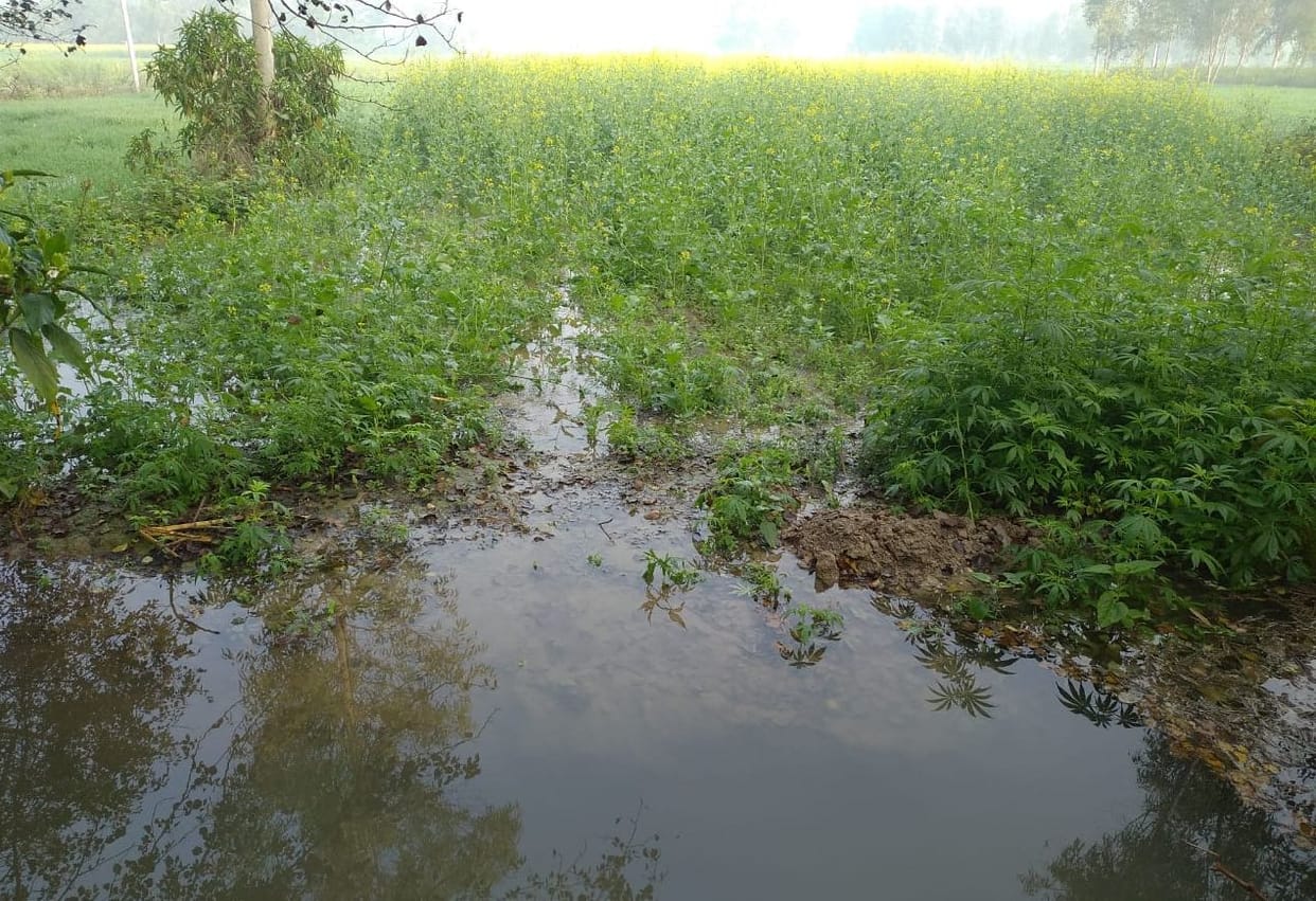 100 bigha crop inundated on minor cutting