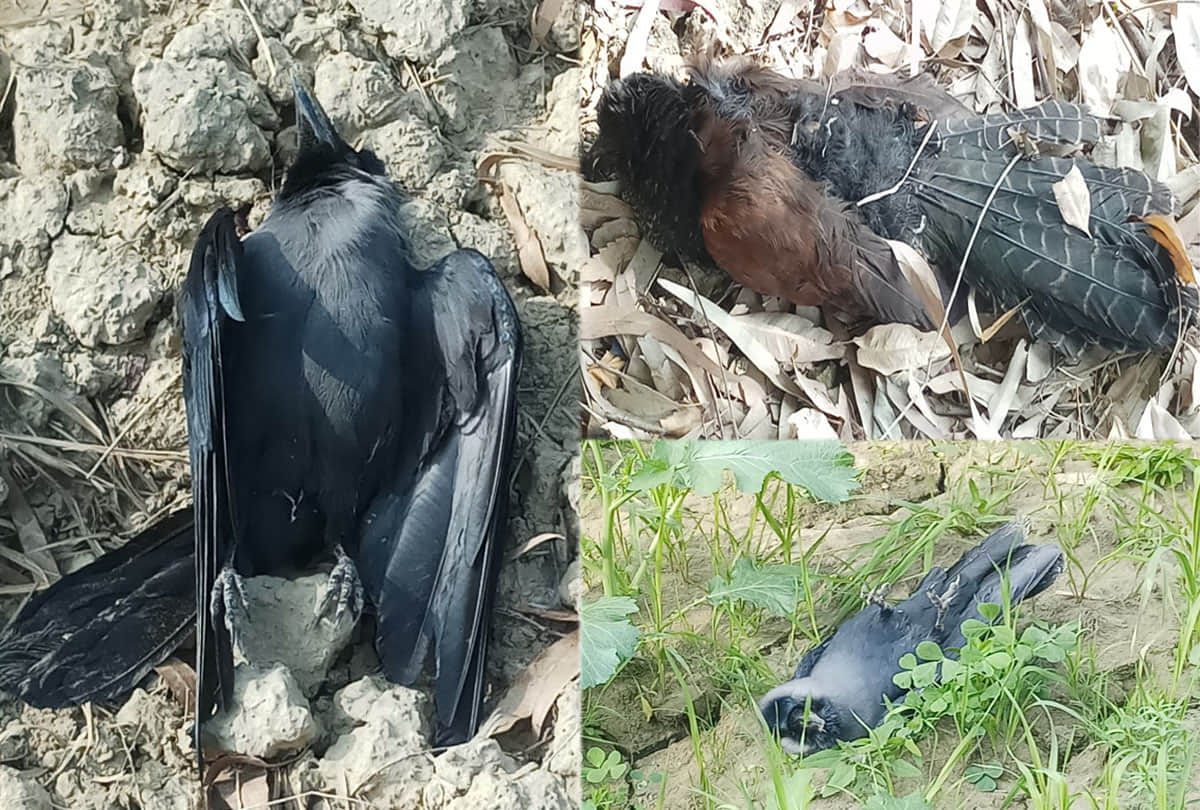 खेतों में पड़े कौवों के शव