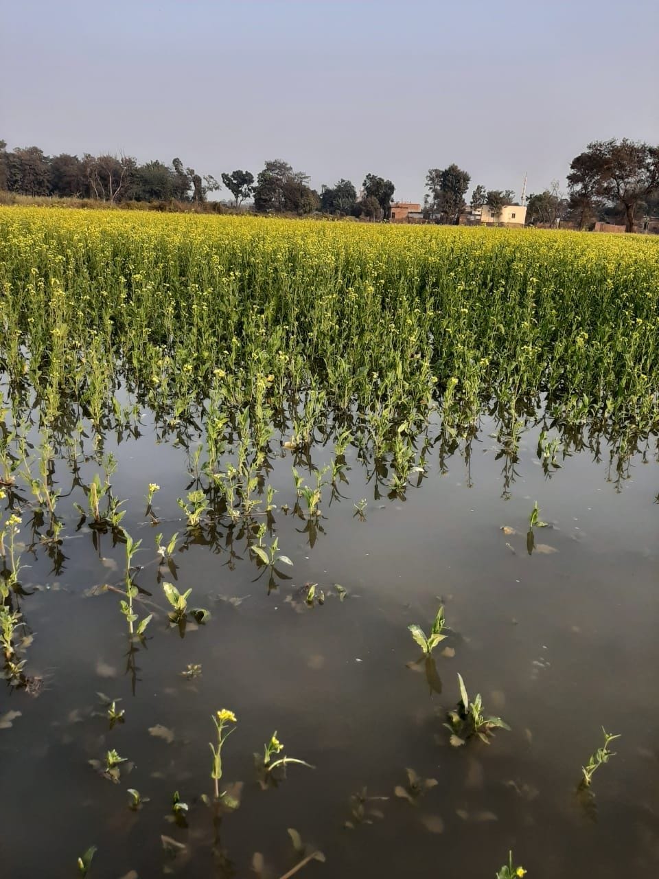 Negligence in cleaning the canal, crops submerged