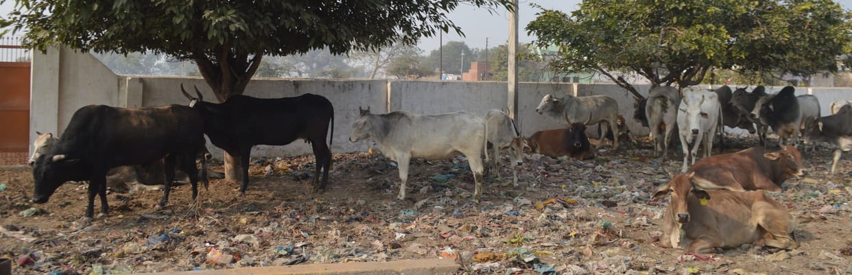Hathras: Now residents will get relief from stray animals