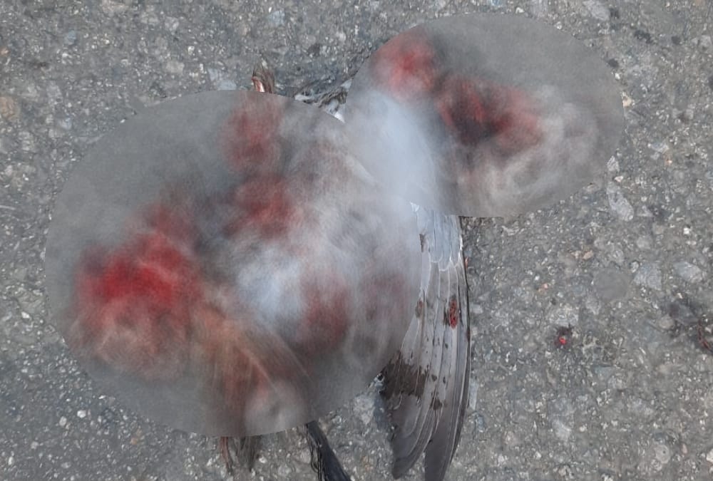 A bird died in Amethi.