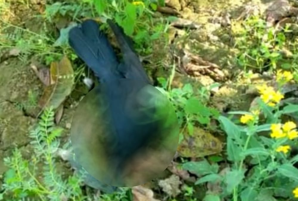Birds died in many districts in Uttar Pradesh, creates fear of bird flu.