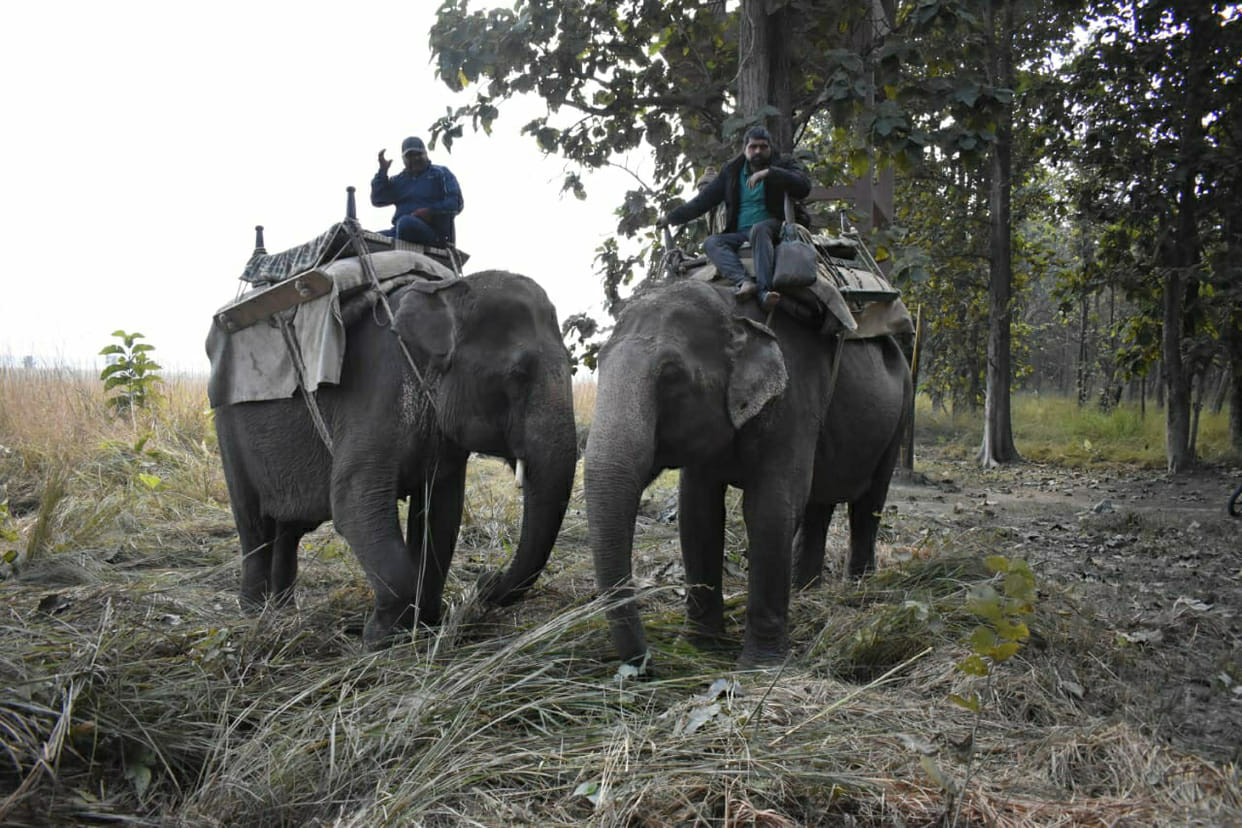 Wild Animals