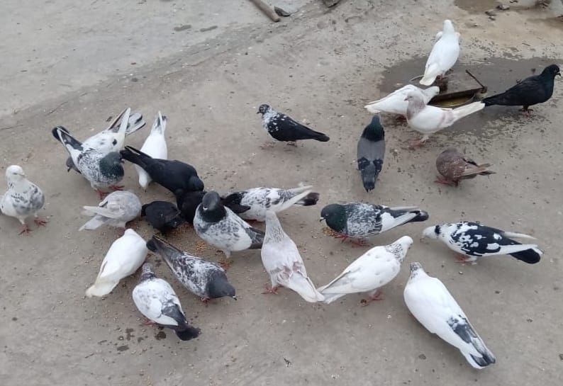 thief entered the house and stole 65 pigeons in bareilly