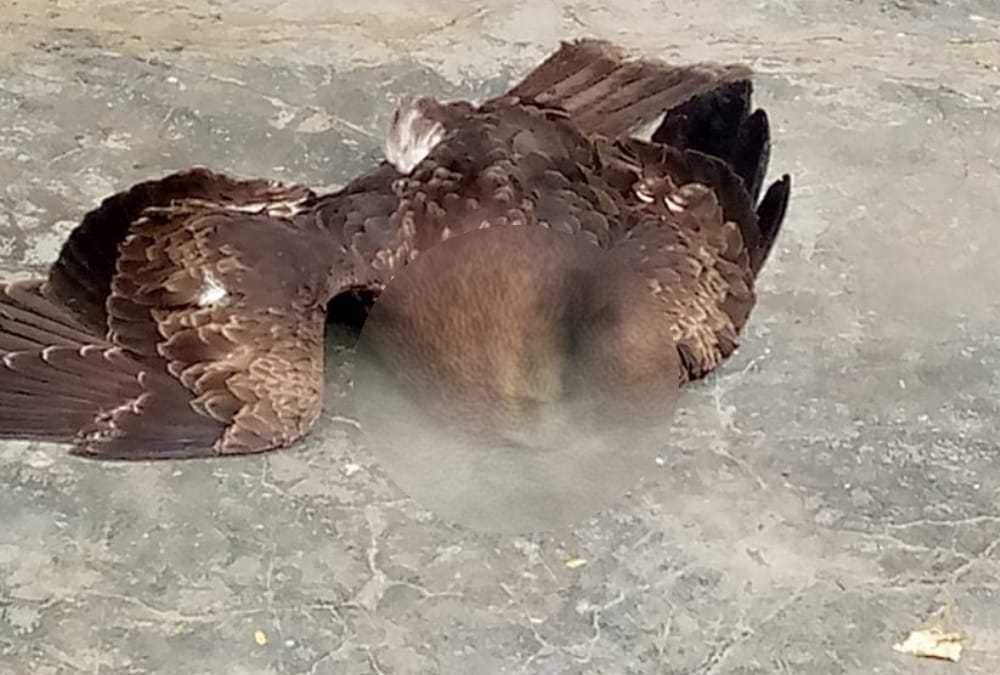 An eagle died in gasdi bazar area in Balrampur.