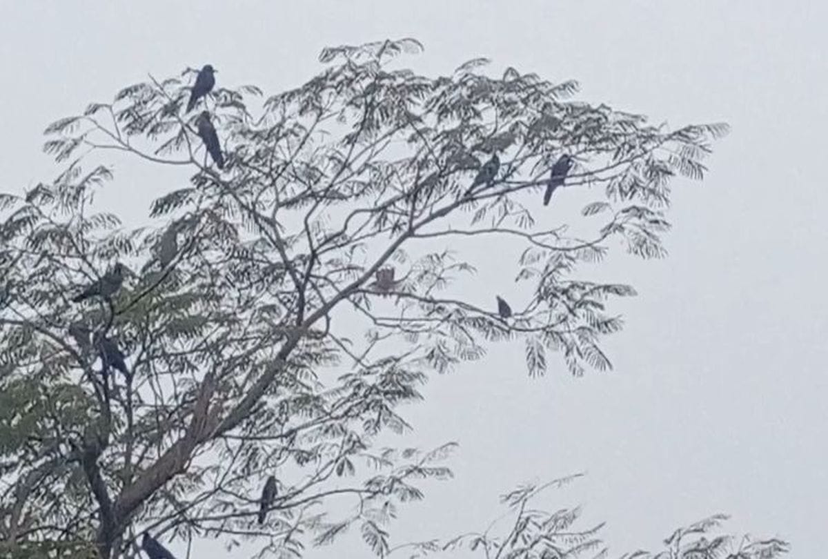 Three Crow Died In Bah Prathampura Suspact Of Bird Flu