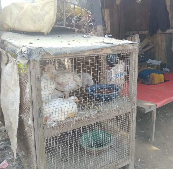 bird flu