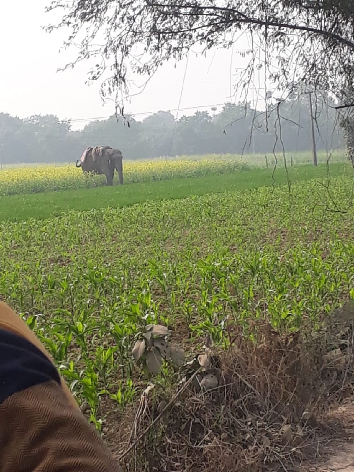 uttarakhand news: wild elephant group seen in haridwar resident area