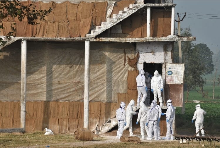 Bird flu : 3700 Chickens killed and pressed into the ground in Panchkula