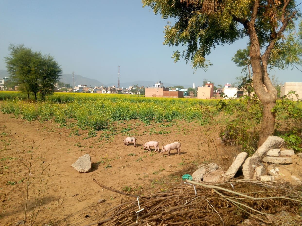 pigs are harming crops, former upset