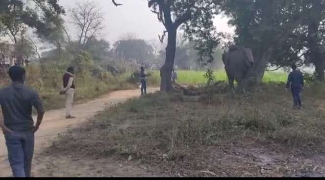 The elephant flares up with continuous honking, pickup overturns in the pit
