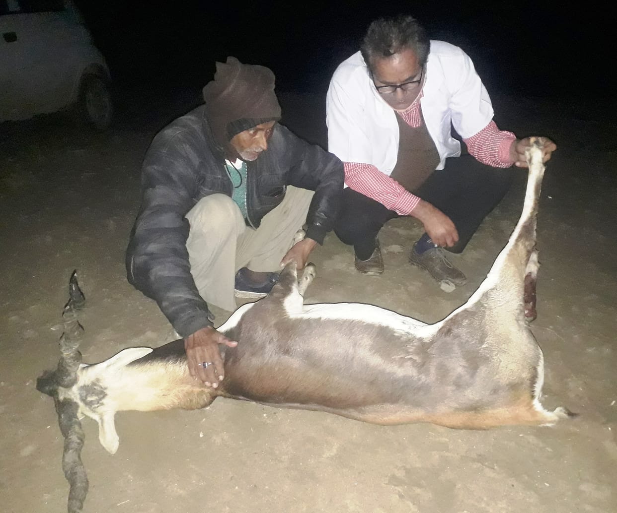 deer dies in sambhal