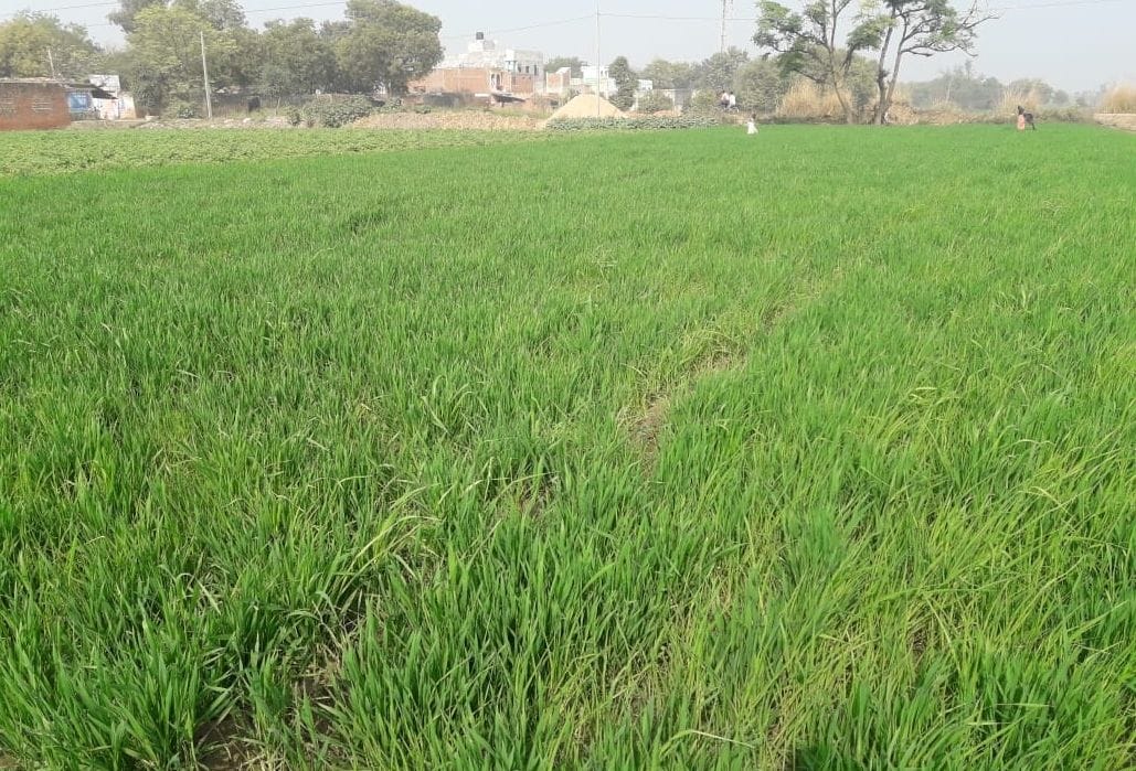 agriculture