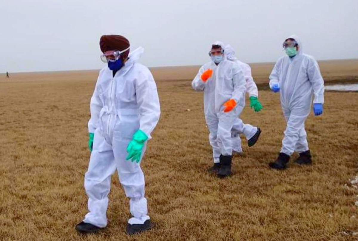 Bird Flu in Himachal: 215  migratory birds killed in Pong Dam,  toll rises to 4,235 Expert team from delhi visit pong dam