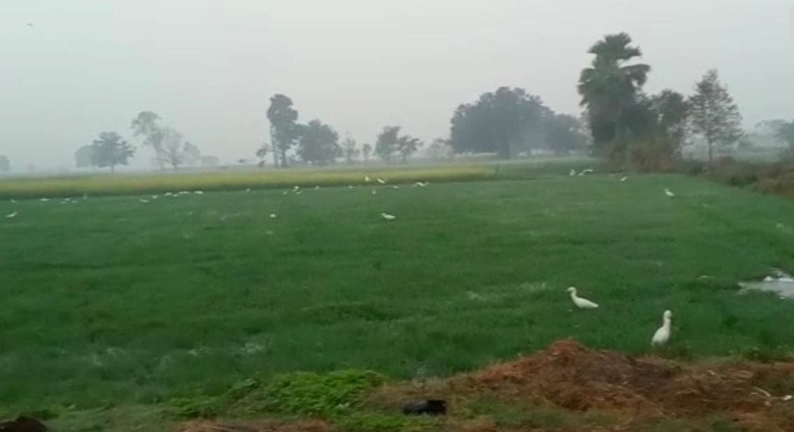 Bilanda Rajwah overflow, 150 bigha crops submerged