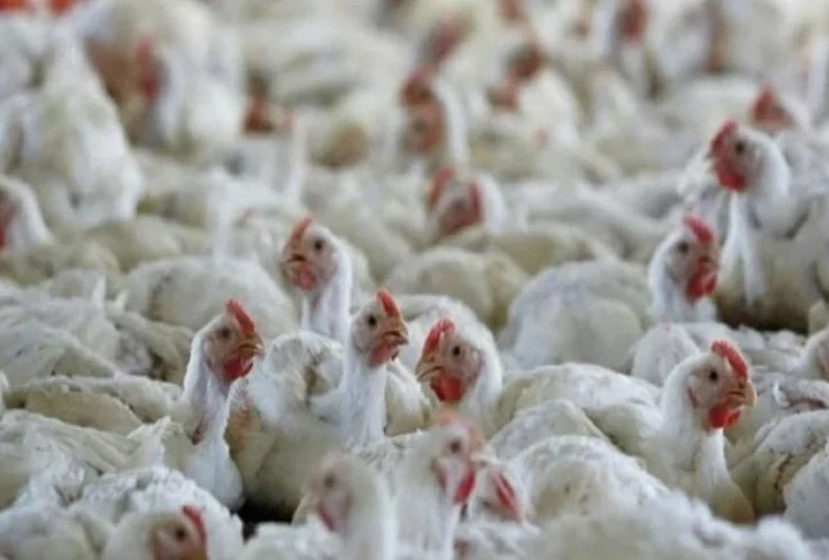 Animal husbandry Department give alert after receiving bird flu case in Deoria