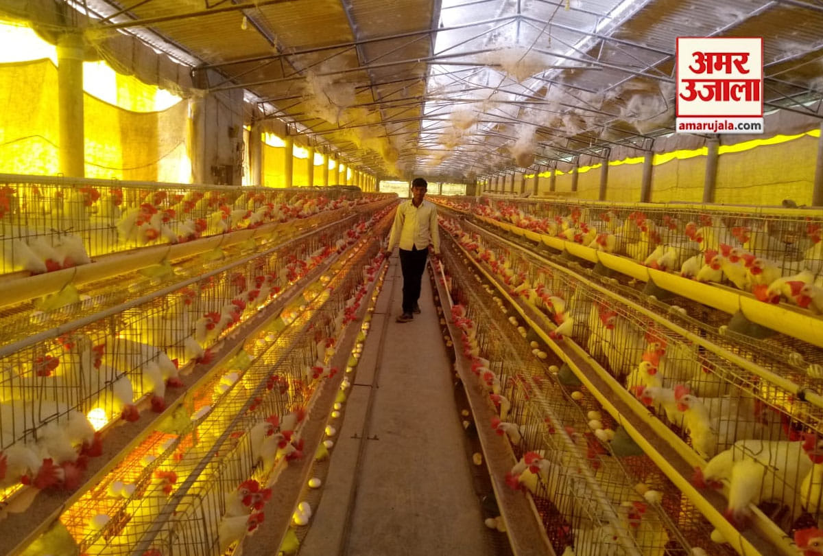 Bird flu in Kanpur: Poultry farm operators will incur a loss of two crore daily