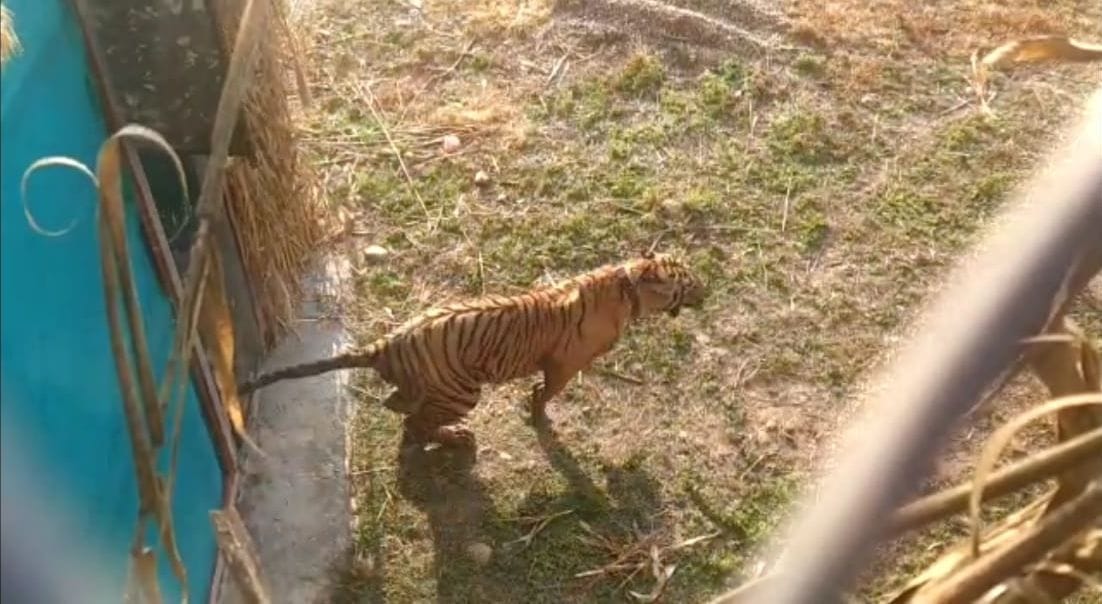 Tiger marking the area in Rajaji Park