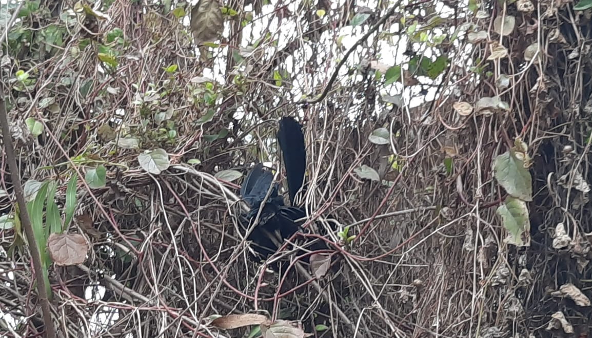 Three pigeons and a cuckoo found dead, stirring up people