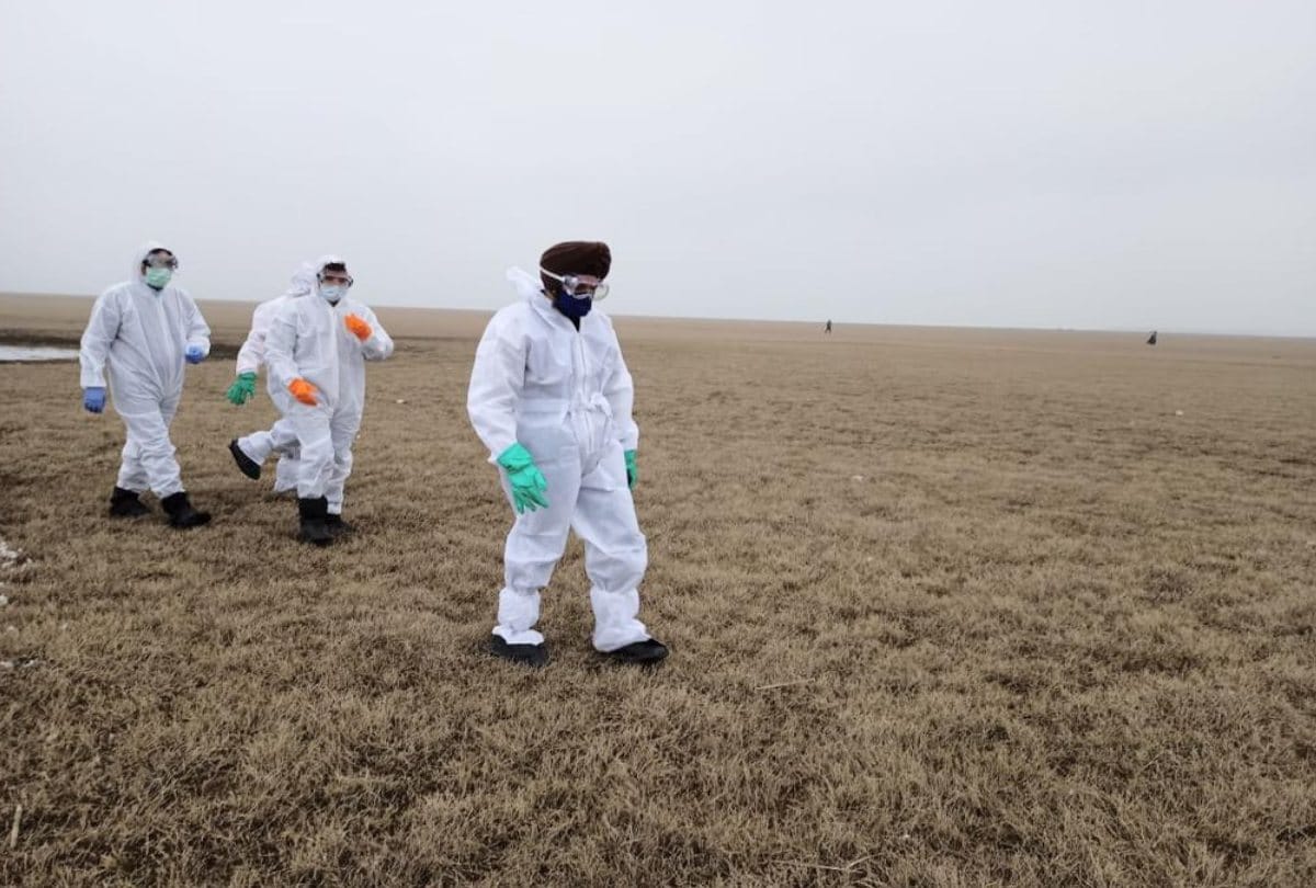 All samples report negative, no confirmation of bird flu in chandigarh