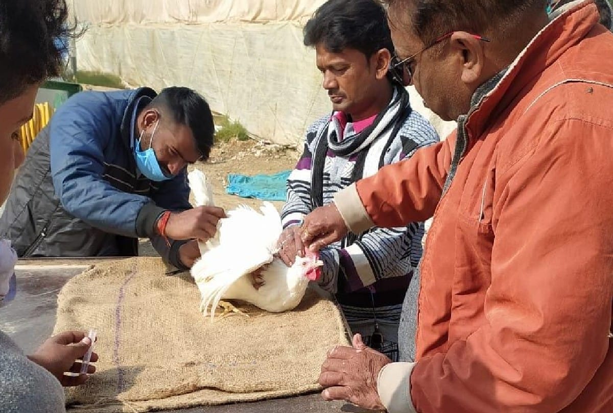 Birds Samples Sent For Testing in agra