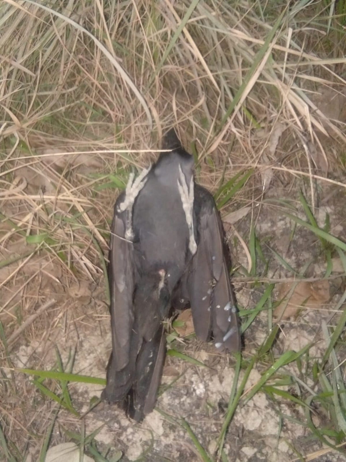 Death of crows increases fear of bird flu among people in ballia