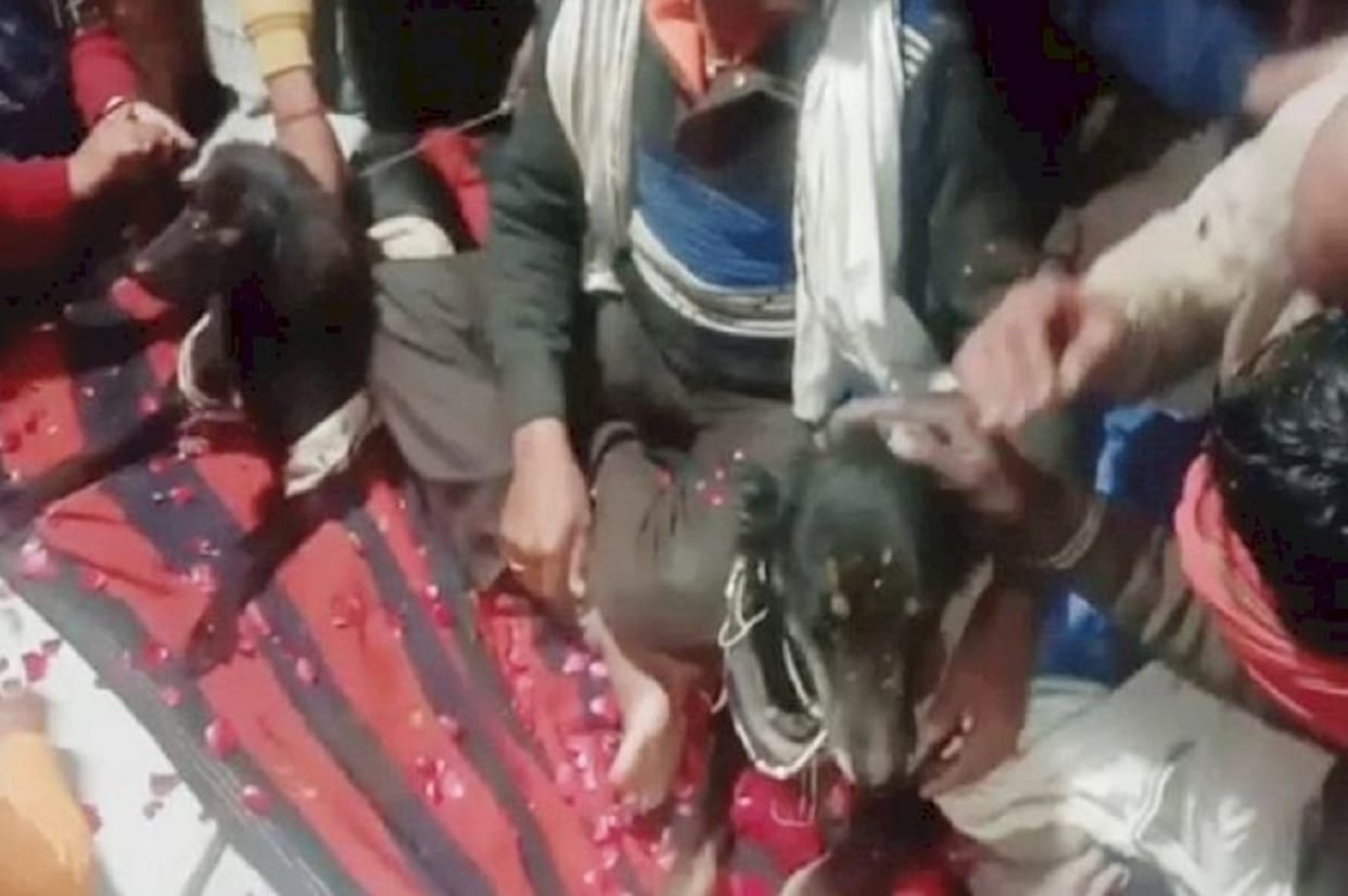 MP (Madhya Pradesh) News: Unique marriage Dog and bitch married with pomp in madhya pradesh, 800 people attended the feast