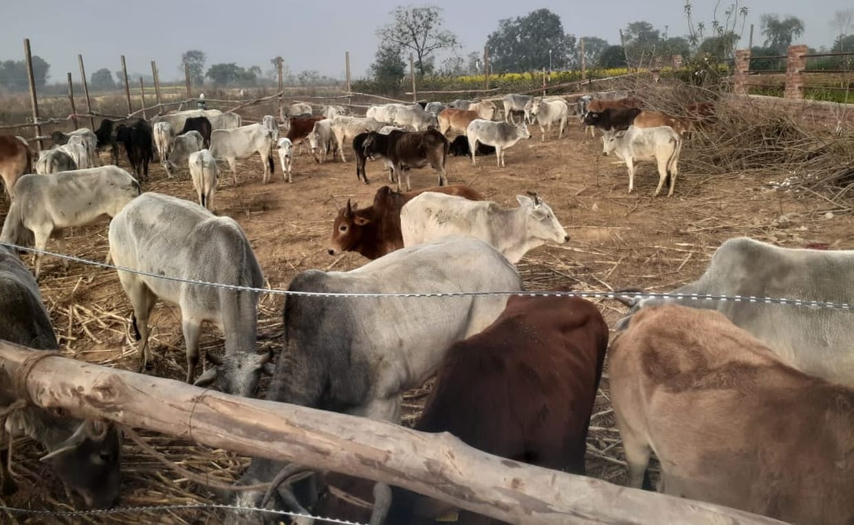 100 abandoned cowherd villagers caught and closed