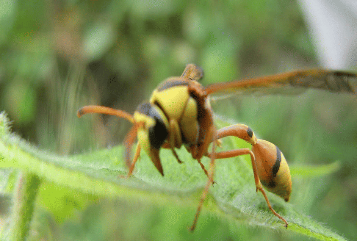 enemy of insects wasp a millimeter worm that saved many countries economy