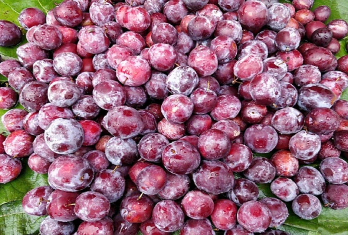 Health benefits of Falsa or Phalsa fruit in hindi