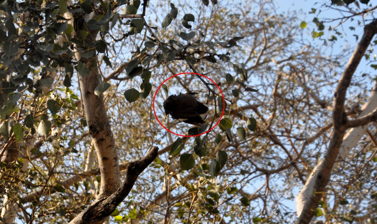 china's manja ban; action in sundernagar